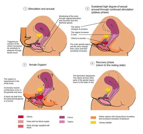 Stages Of Arousal In Anatomical Females Jamohn