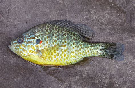 First you could change from a. Clearwater's Key to Common Hudson River Fishes