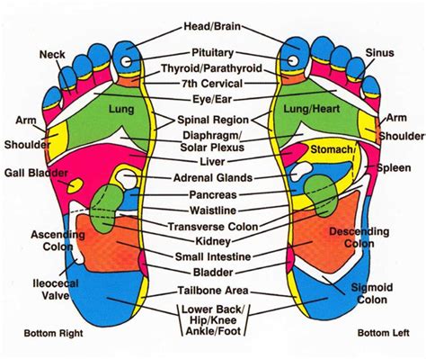 The Foot Understanding Zones And Reflexes Women Fitness