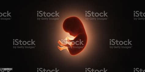 Human Embryo Concept 3d Render Stock Images Page Everypixel