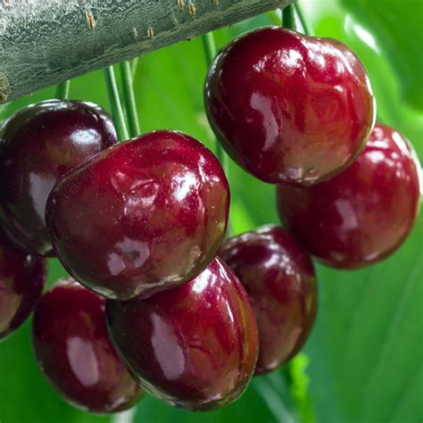 Compact Stella Cherry — Roots To Fruits Nursery