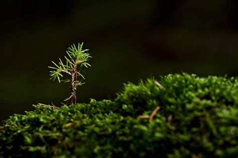 I Satelliti Nasa Mostrano I Luoghi Dove Meglio Piantare Gli Alberi