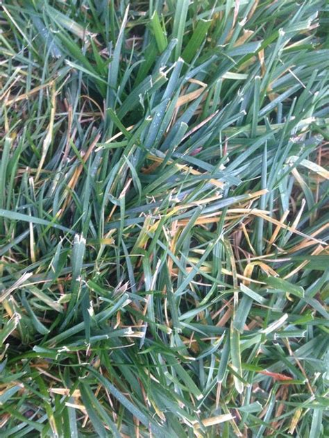 Fescue Turning Yellow Again