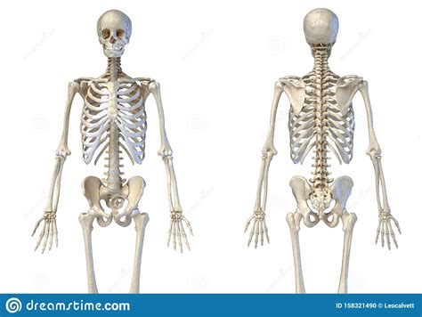 Human Male Skeleton 34 Figure Front And Back Views Stock Illustration