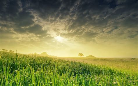 Nature Landscape Field Sun Grass Best Hd Desktop Wallpaper Widescreen