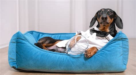 12 Best Dog Beds For Dachshunds 2022 Top Brands Reviewed