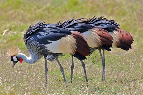 Our Adventures Favourite Kenyan Birds