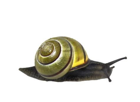 Snail Animal Clip Art Snail Png Transparent Images Png Download