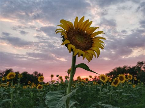 Updated Acres Of Sunflowers Are Blooming In Poolesville This Week