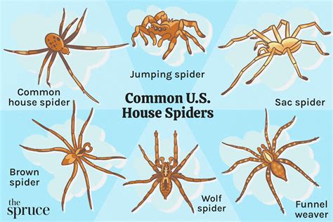 10 Most Common Types Of House Spiders