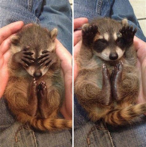30 Pictures Proving That Trash Pandas Are The Funniest Animals In The World