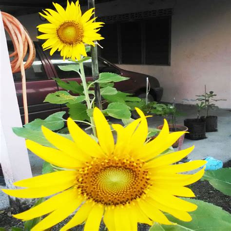 Ia merupakan bunga yang mendapat permintaan industri yang tinggi selepas rose dan hydrangea. Biji Benih Bunga Matahari | M Niaga