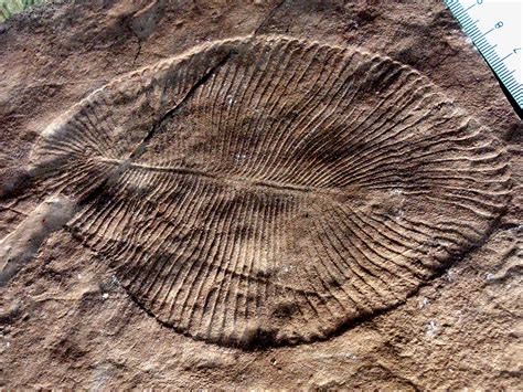 Fossils May Be Earliest Known Multicellular Life Oman Observer
