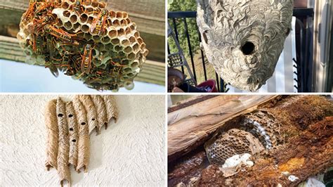 Hornet Nest Vs Wasp Nest How To Spot The Difference