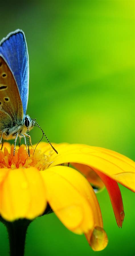 Blue Butterfly On A Yellow Flower Macro Hd Wallpaper