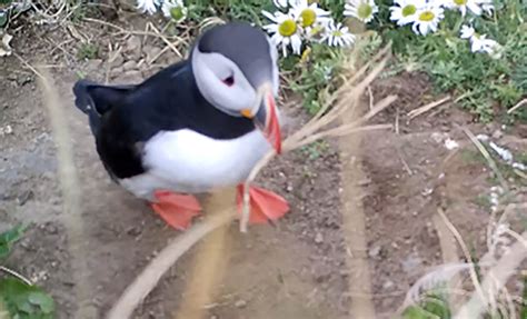 Make use of online accounting services that track payments and expenditures. Watch as puffin scratches itch with stick — first proof ...