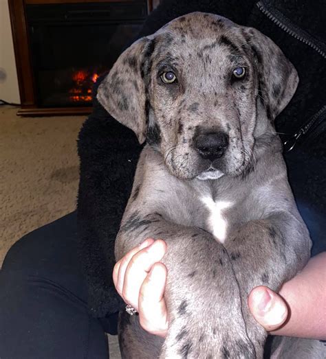 The mom is american bulldog and dad is french bulldog. Great Dane Puppies For Sale | Buckingham County, VA #317389