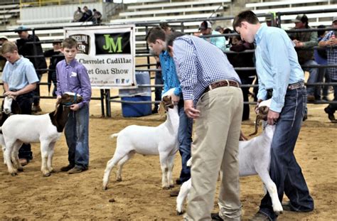Market Goat Show Angelina County Fair