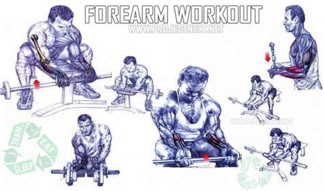 Top 6 Forearm Muscle Building Exercises Bodydulding