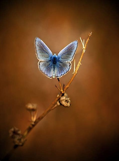 The Angel Butterfly With Images Beautiful Butterflies Butterfly