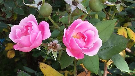 Late Summer Roses In Asbury Park Photograph By Jule Bw Fine Art America