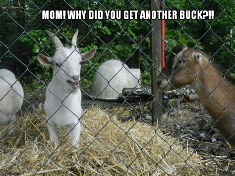 Image Tagged In Goatsgoatangry Goat Imgflip