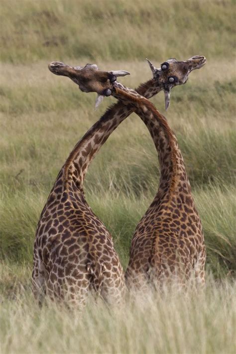 Male Giraffes Fight By Rubbing And Twisting Their Necks Together