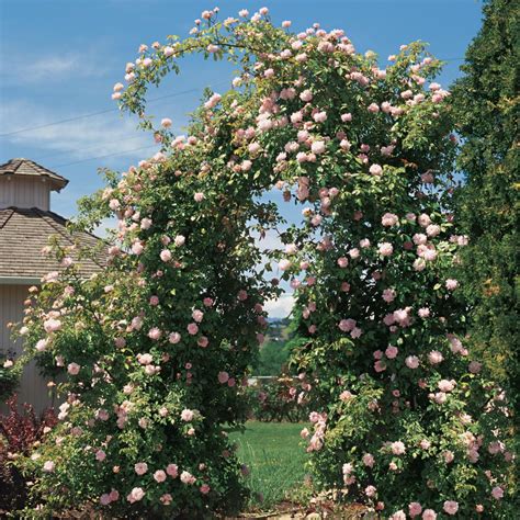 I Will Tell You The Truth About Climbing Roses Plant In The