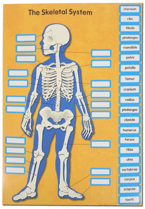 Human Body Charts Carson Dellosa 9781609964238