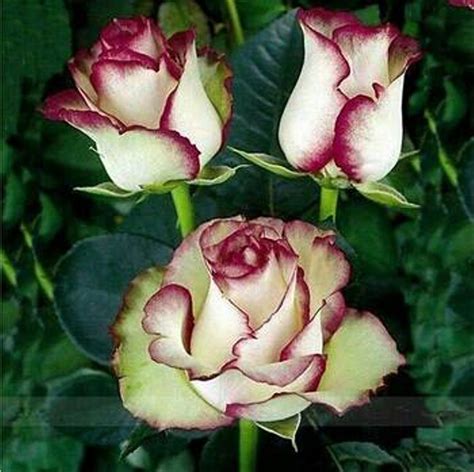 10 Gambar Bunga Mawar Merah Putih Sugriwa Gambar