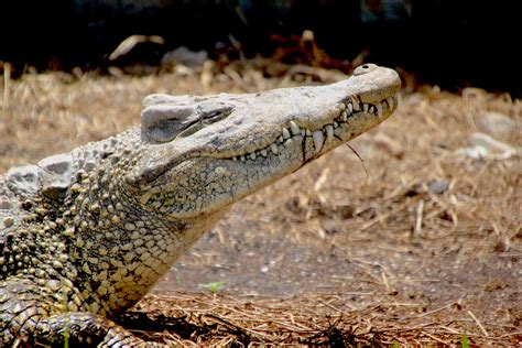 Endangered Cuban Crocodiles Are Being Reintroduced To The Wild Atlas