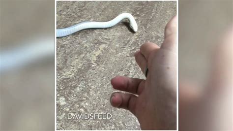 The Only Way You Should Ever Shoot A Snake Youtube