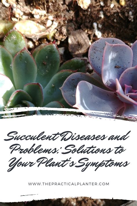 A problem in computer science is considered unsolved when no solution is known. Succulent Diseases and Problems: Solutions to Your Plant's ...