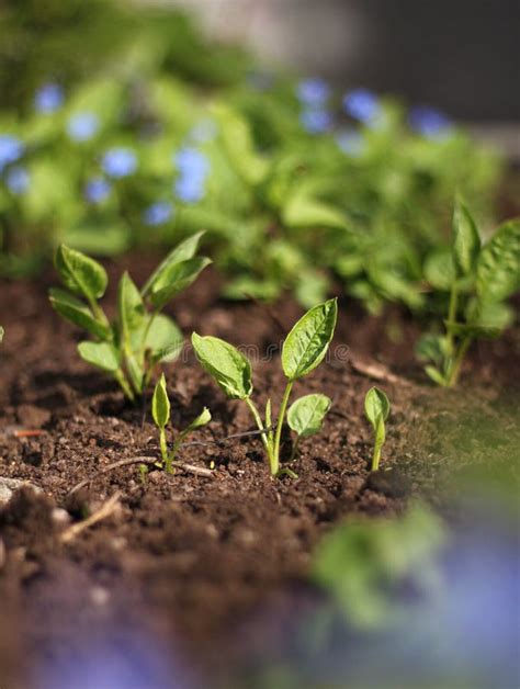 Spring Plant Seedlings Stock Photo Image Of Spring Dirt 24972796