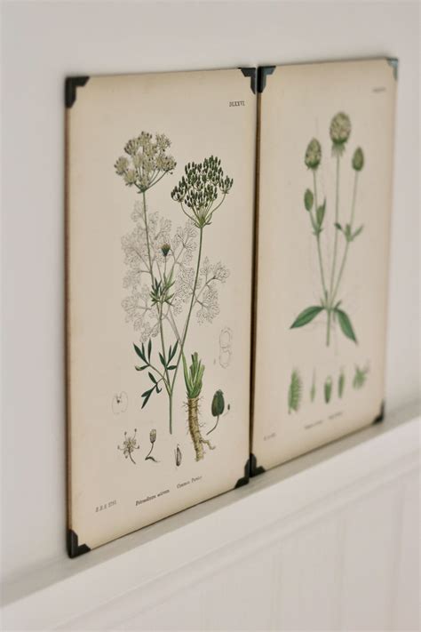 Original Vintage Botanical Prints Framed Botanical Prints Vintage