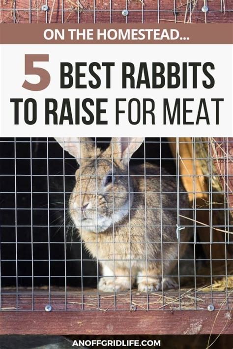 5 best rabbit breeds to raise for meat an off grid life