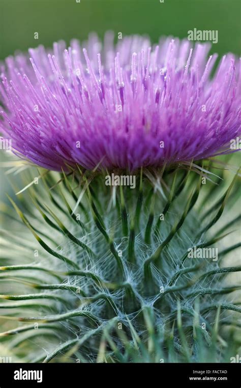 Close Up Of A Spear Thistle Cirsium Vulgare Flower With Mass Of