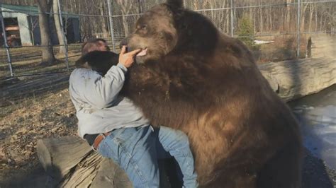 Bear Hug Man Befriends Giant Brown Bear In Us Rescue Centre Youtube