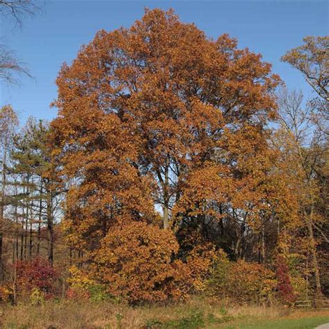 All About Hickory Trees Beyond Behnkes