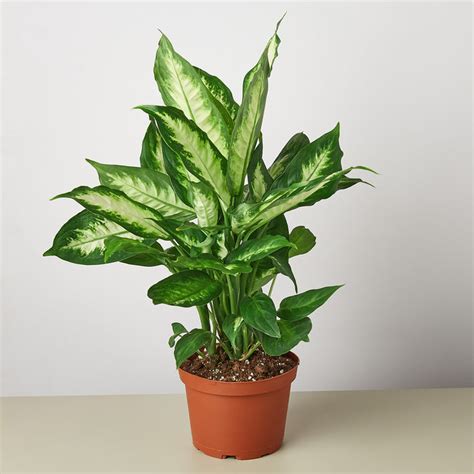 Indoor Planters 6 Pot Dieffenbachia Camille Dumb Cane Home And Living