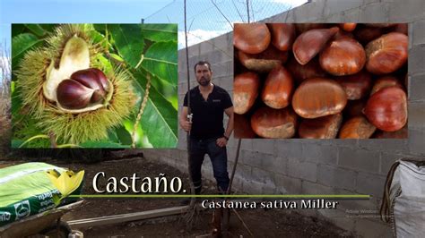 Cu Ntos A Os Tarda En Dar Fruto El Casta O Tucutuco