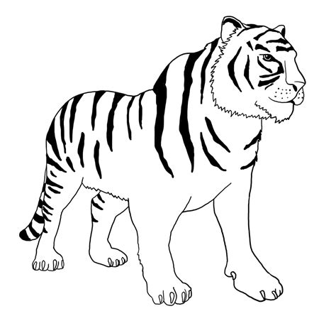 Bengal Tiger Coloring Pages Printable Sketch Coloring Page