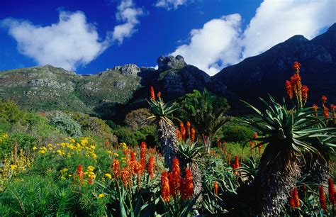 Kirstenbosch National Botanical Garden Cape Town South Africa