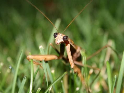 Praying Mantis Creeping At Night Smithsonian Photo Contest