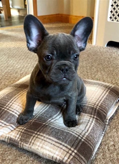 We support your international journey and company's. French Bulldog Puppies For Sale | Houston, TX #287619