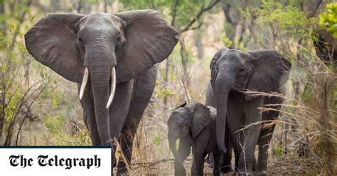 Conservationists To Relocate 500 Elephants In Malawi To Save