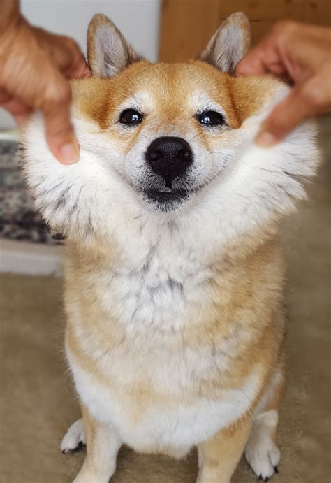 Adorable Shiba Inu Fluffy Face L2sanpiero