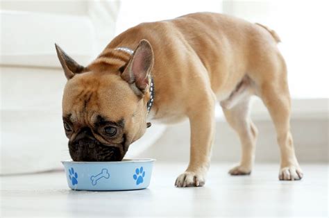 Crave premium food is a limited ingredient line that offers dog foods mimicking the canine ancestral diet. 10 Best Bland Foods for Dogs | Dog food recipes, Dog ...