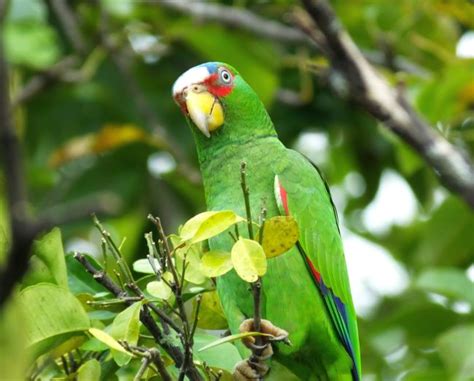 White Fronted Parrot Costa Rica Living And Birding