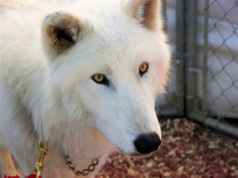 White Wolf The Animal Life